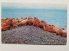 MORSY ALASKAN WALRUS HERD