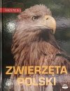 ZWIERZĘTA POLSKI - Sylwia Weber