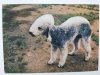 BEDLINGTON TERRIER FOT. KOCHETOV