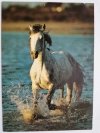KUC CAMARGUE FOT. R. MAIER
