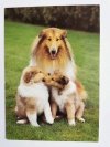 OWCZAREK SZKOCKI COLLIE Z DWOMA MŁODYMI. FOTOKUNST GROH