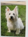 WEST HIGHLAND WHITE TERRIER. FOTOKUNST GROH
