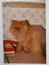 RUDY KOT PUSZYSTY I STARY TELEFON