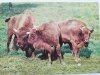 BIAŁOWIESKI PARK NARODOWY. ŻUBRY (BISON BONASUS) FOT. RACZKOWSKA