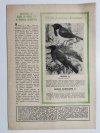 HODOWCA GOŁĘBI POCZTOWYCH NR 10  1970