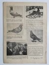 HODOWCA GOŁĘBI POCZTOWYCH NR 1 1961