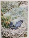 BIAŁOWIESKI PARK NARODOWY. KRUKI (CORVUS CORAX) FOT. ŁAPIŃSKI