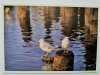 WYBRZEŻE BAŁTYCKIE. DIE OSTSEEKUSTE FOT. JAKUCZUN