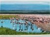 GREATER FLAMINGOES