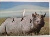 RHINO WITH TICK BIRDS AND CATTLEEGRET. NGORONGORO CRATER, TANZANIA