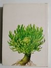 ROŚLINY OZDOBĄ DOMU. 225 BARWNYCH ILUSTRACJI 