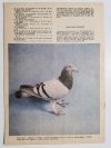 HODOWCA GOŁĘBI POCZTOWYCH NR 11  1986