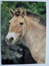 KUŃ PREVALSKEHO (EQUUS PRZEWALSKI) FOT. TYLINEK