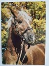 SUDECKIE STADO OGIERÓW KSIĄŻ. MAGNAT – OGIER RASY HAFLINGER FOT. RACZKOWSKA