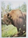 BIAŁOWIESKI PARK NARODOWY. ŻUBR (BISON BONASUS) FOT. RACZYŃSKI