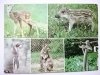 GDAŃSK-OLIWA. OGRÓD ZOOLOGICZNY WYBRZEŻA FOT. RACZKOWSKA