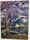 THE NIGHT VIEW OF KINTAI-BASHI AND CHERRY