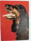 HORACY. COCKER SPANIEL FOT. T. BILIŃSKI