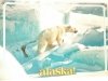 ARCTIC ALASKA - A MAGNIFICENT POLAR BEAR IN ITS