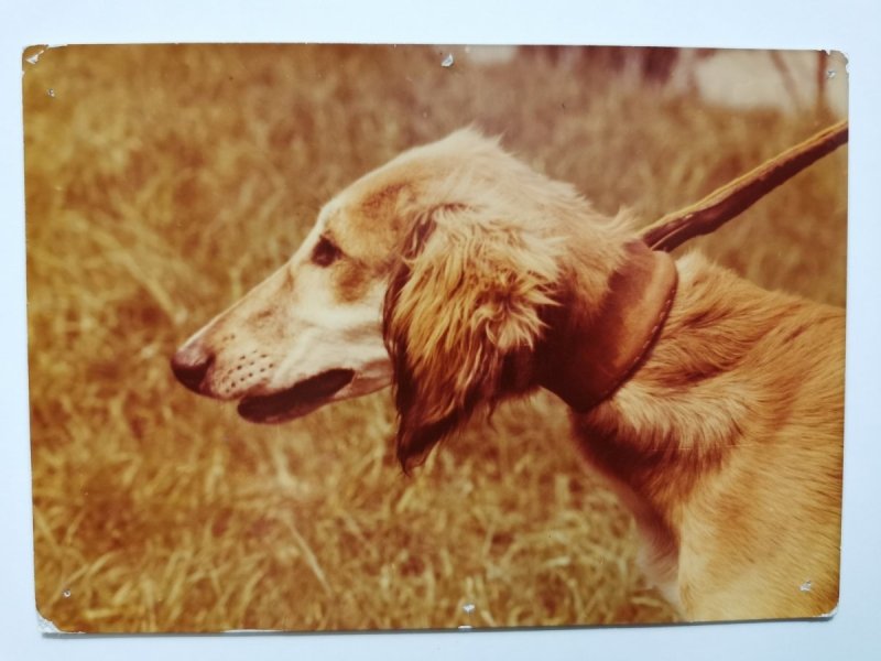 CHART PERSKI SALUKI FOT. GIERMASIŃSKI