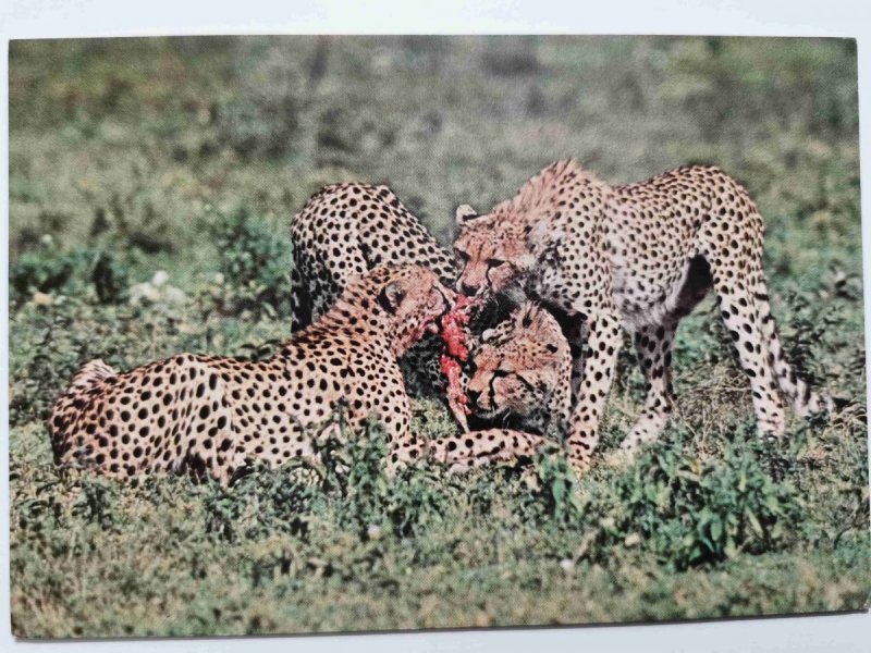 THREE MALE CHEETAHS WITH KILL. SERENGETI NATIONAL PARK, TANZANIA