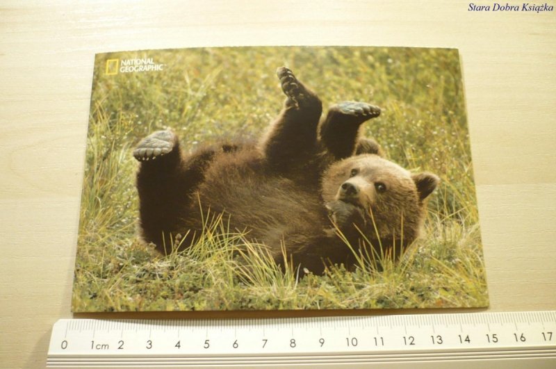 GRIZZLY BEAR (URSUS ARCTOS HORRIBILIS)