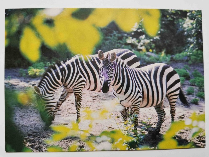 ZEBRA RÓWNIKOWA (EQUUS BURCHELI GRANTI) FOT. STACHURSKI