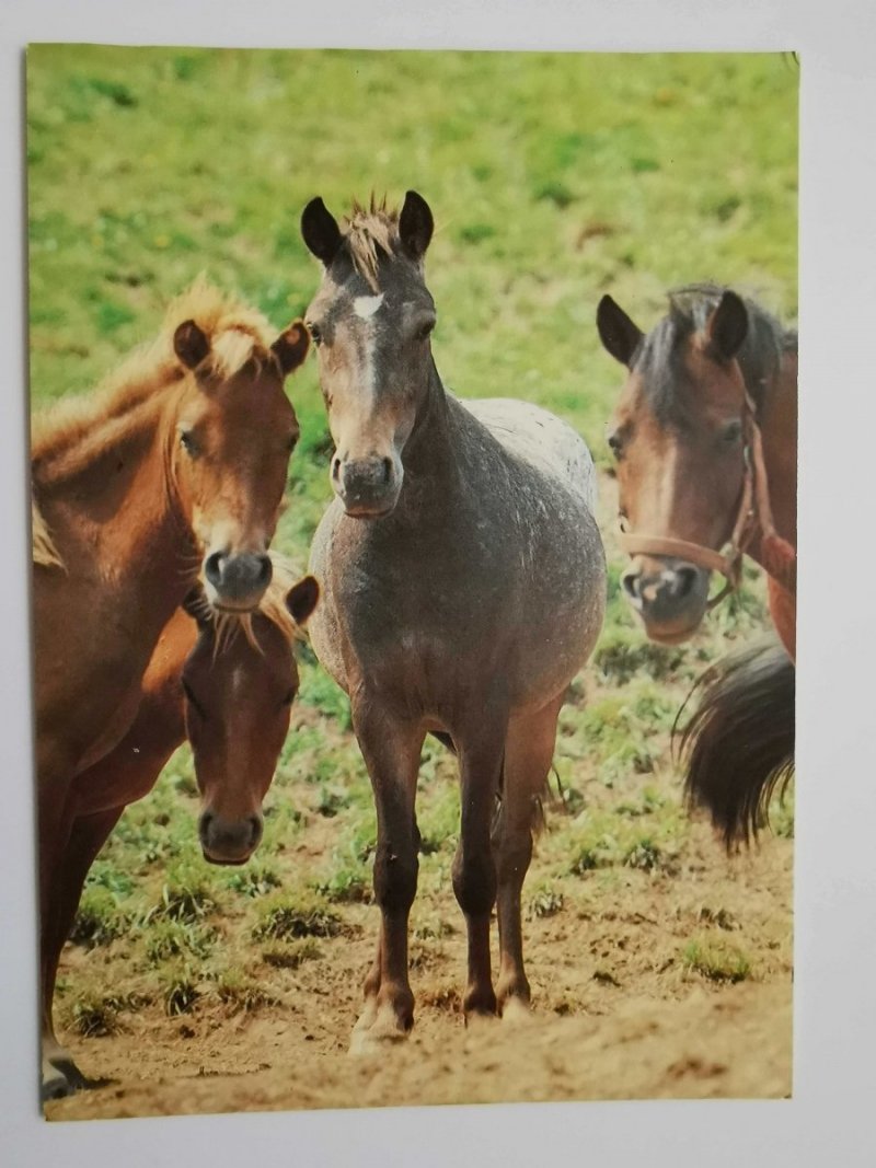 CZTERY KONIE NA PASTWISKU FOT. LIBERA