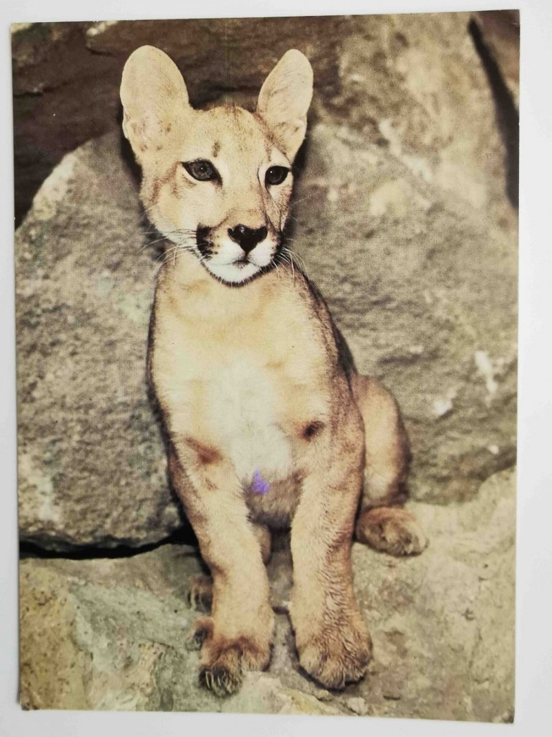 MŁODA PUMA