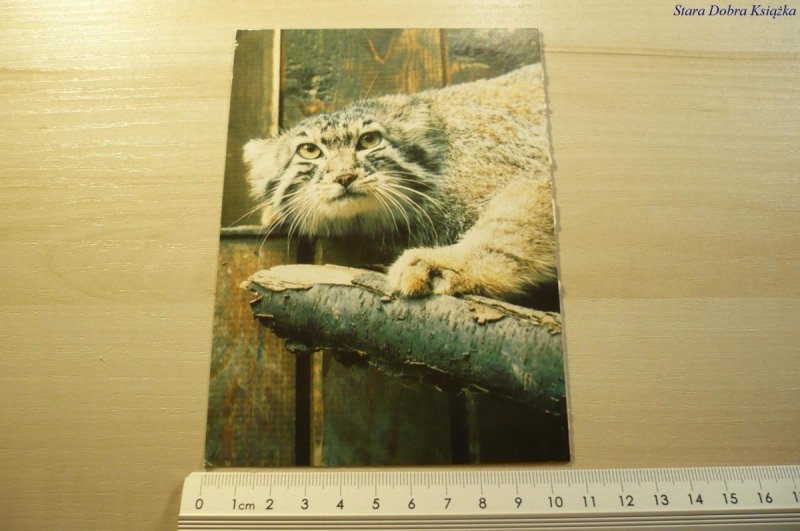 POZNAŃ WIELKOPOLSKI PARK ZOOLOGICZNY. MANUL