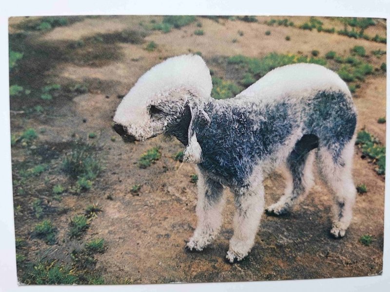 BEDLINGTON TERRIER FOT. KOCHETOV