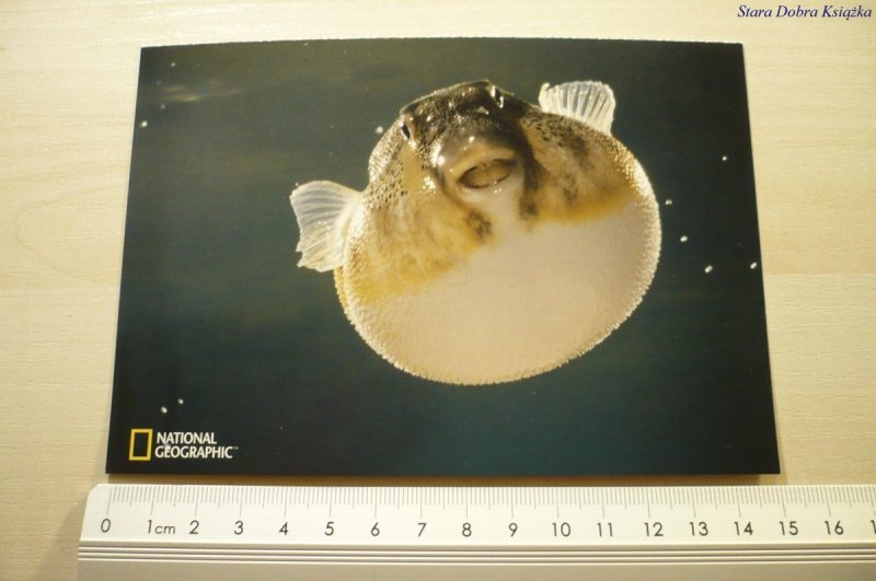 NORTHERN PUFFERFISH