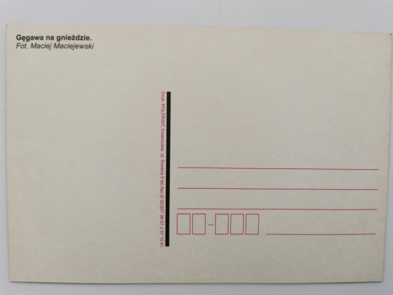 GĘGAWA NA GNIEŹDZIE FOT. MACIEJ MACIEJEWSKI