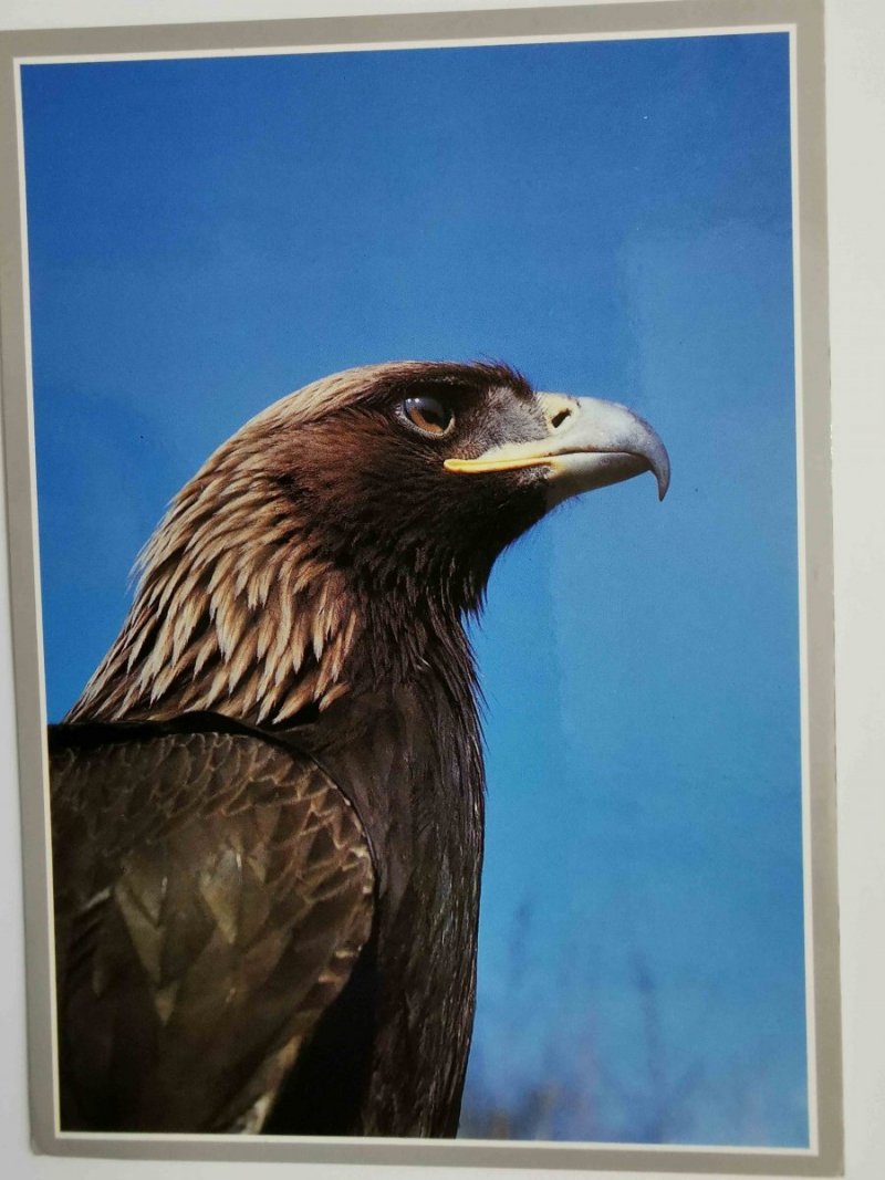 ORZEŁ PRZEDNI FOT. MAREK P. KRZEMIEŃ