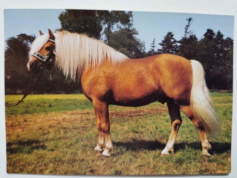 HAFLINGER. DOMOVEM TECHTO KRASAVCU FOT. TYLINEK