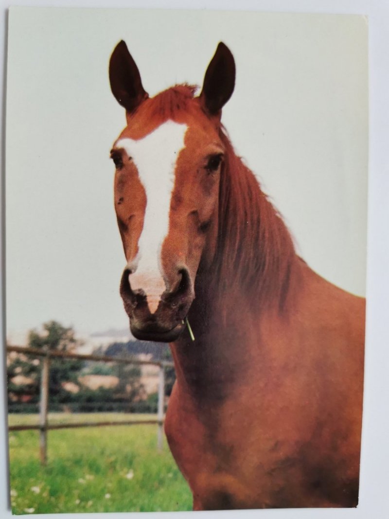 ANGLICKY POLOKREVNIK FOT. E. TYLINEK