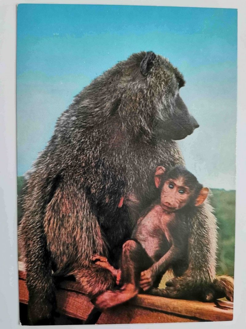WILDLIFE – EAST AFRICA. BABOON
