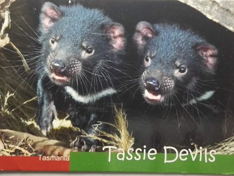 TASMANIAN DEVIL