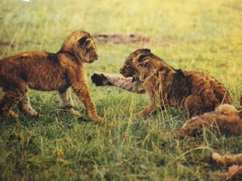 AFRICAN WILD LIFE - LIONS CUBS