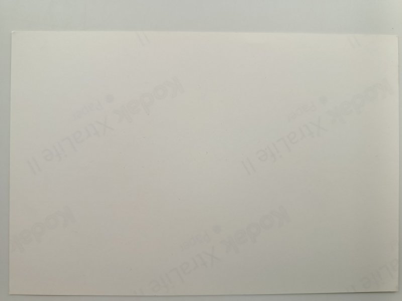 NIEDŹWIEDZIE POLARNE