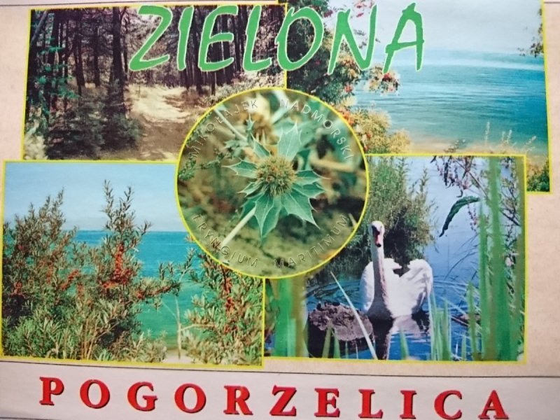 ZIELONA POGORZELICA LAS SOSNOWY... FOT GARWOLIŃSCY