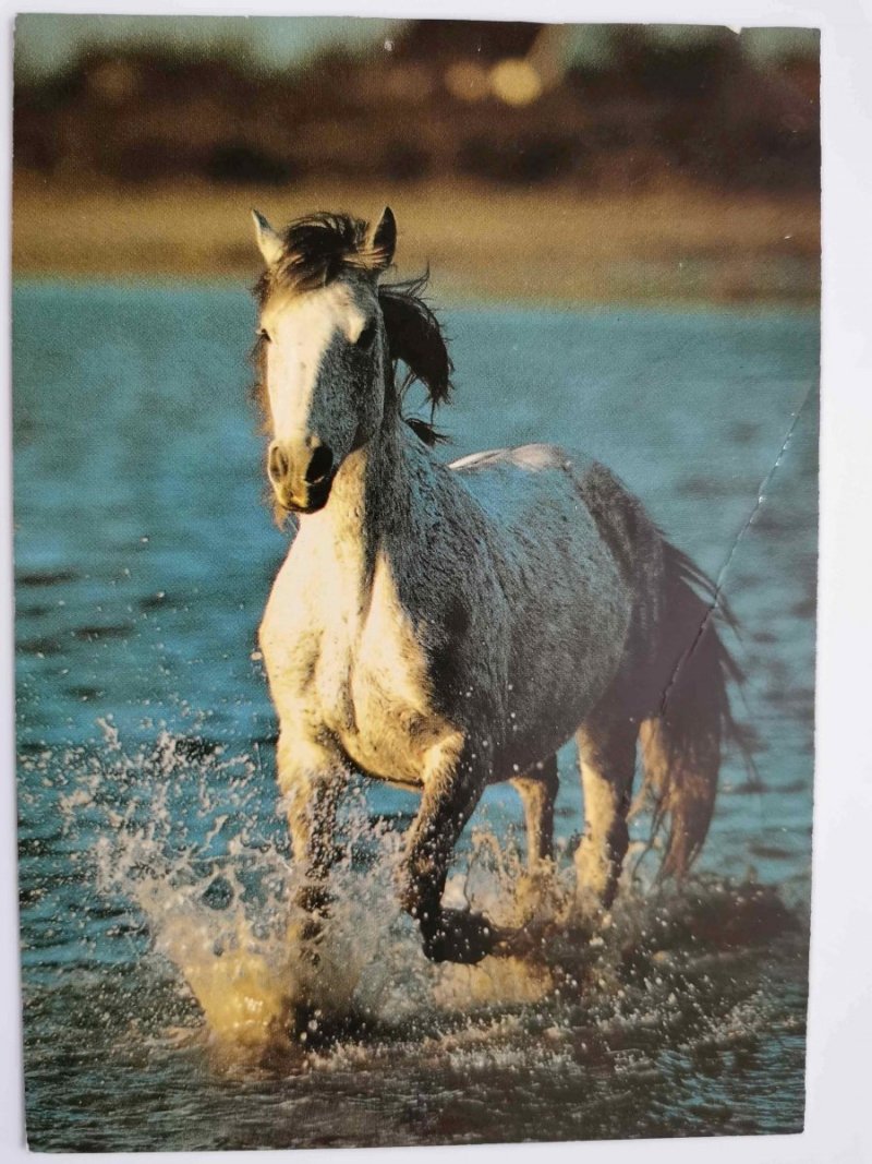 KUC CAMARGUE FOT. R. MAIER