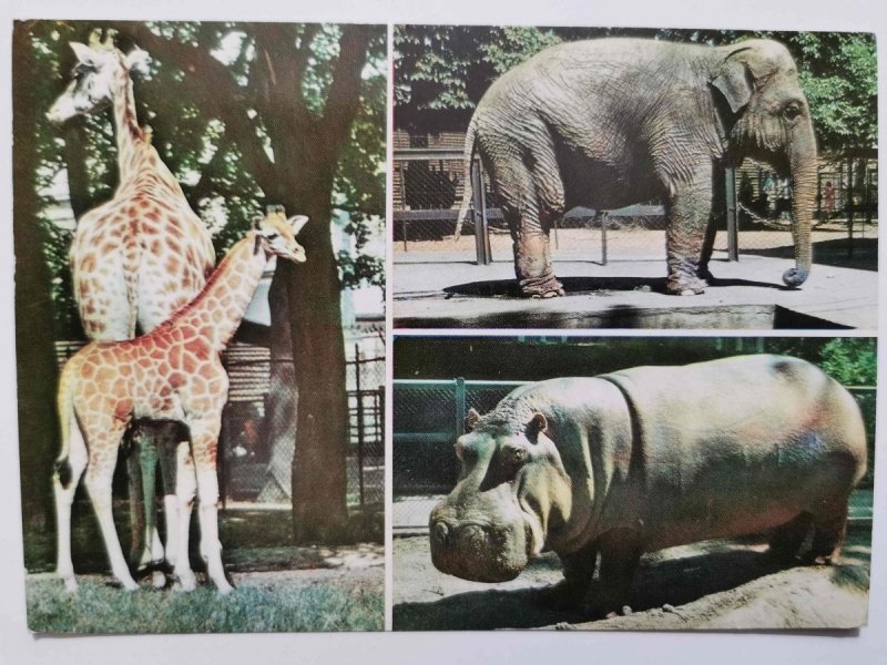POZNAŃ. ŻYRAFY (GIRAFFA CAMELOPARDALIS) AFRYKA FOT. KACZYŃSKI
