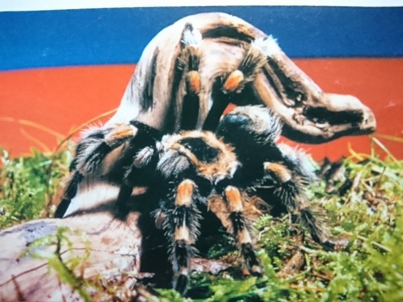 EUATHLUS SMITHI