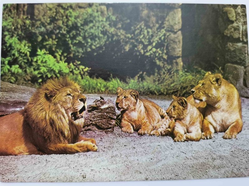 LEW (PANTHERA LEO) FOT. RACZKOWSKA