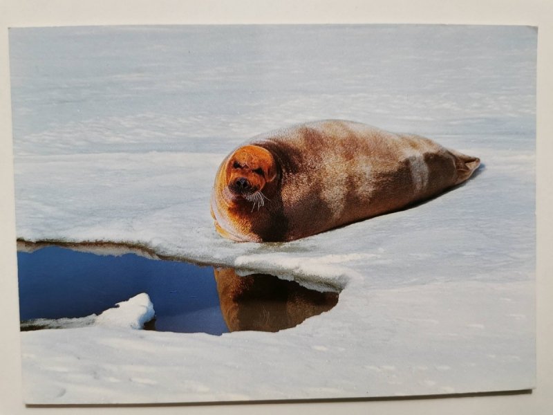 BLASEL, STORKOBBE. NORWAY ERIGNATHUS BARBATUS FOT. AMUNDSEN JR.