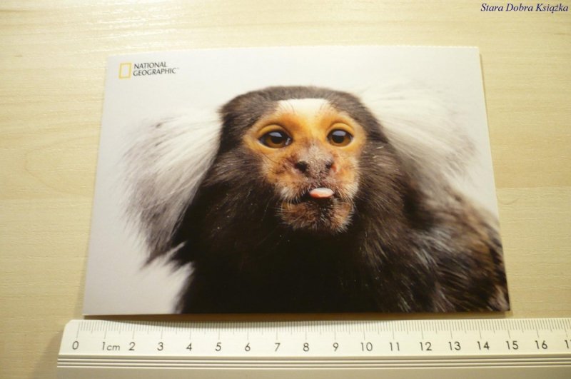MARMOSET