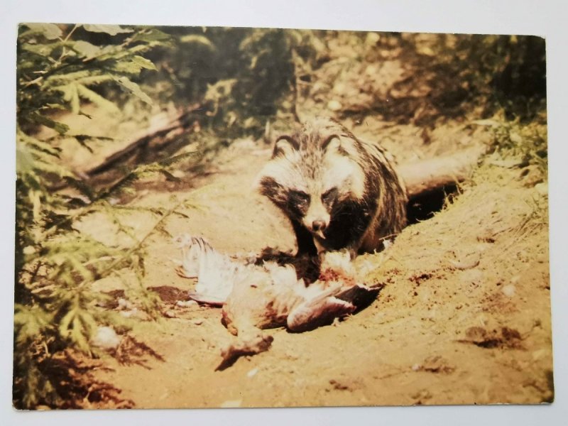 JENOT. NYCTEREUTES PROCYONOIDES (GRAY) SSAK Z RZĘDU DRAPIEŻNYCH