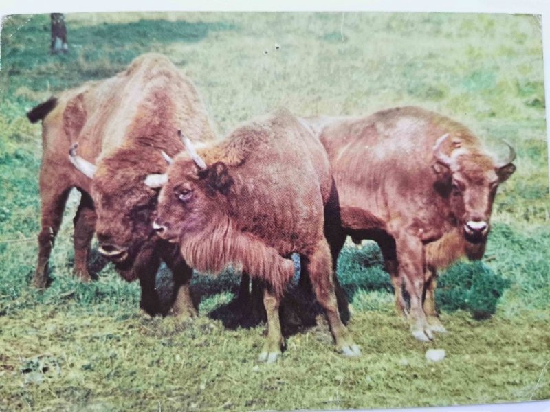 BIAŁOWIESKI PARK NARODOWY. ŻUBRY (BISON BONASUS) FOT. RACZKOWSKA