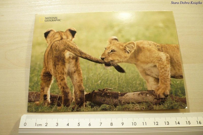 AFRICAN LION CUBS (PANTHERA LEO)